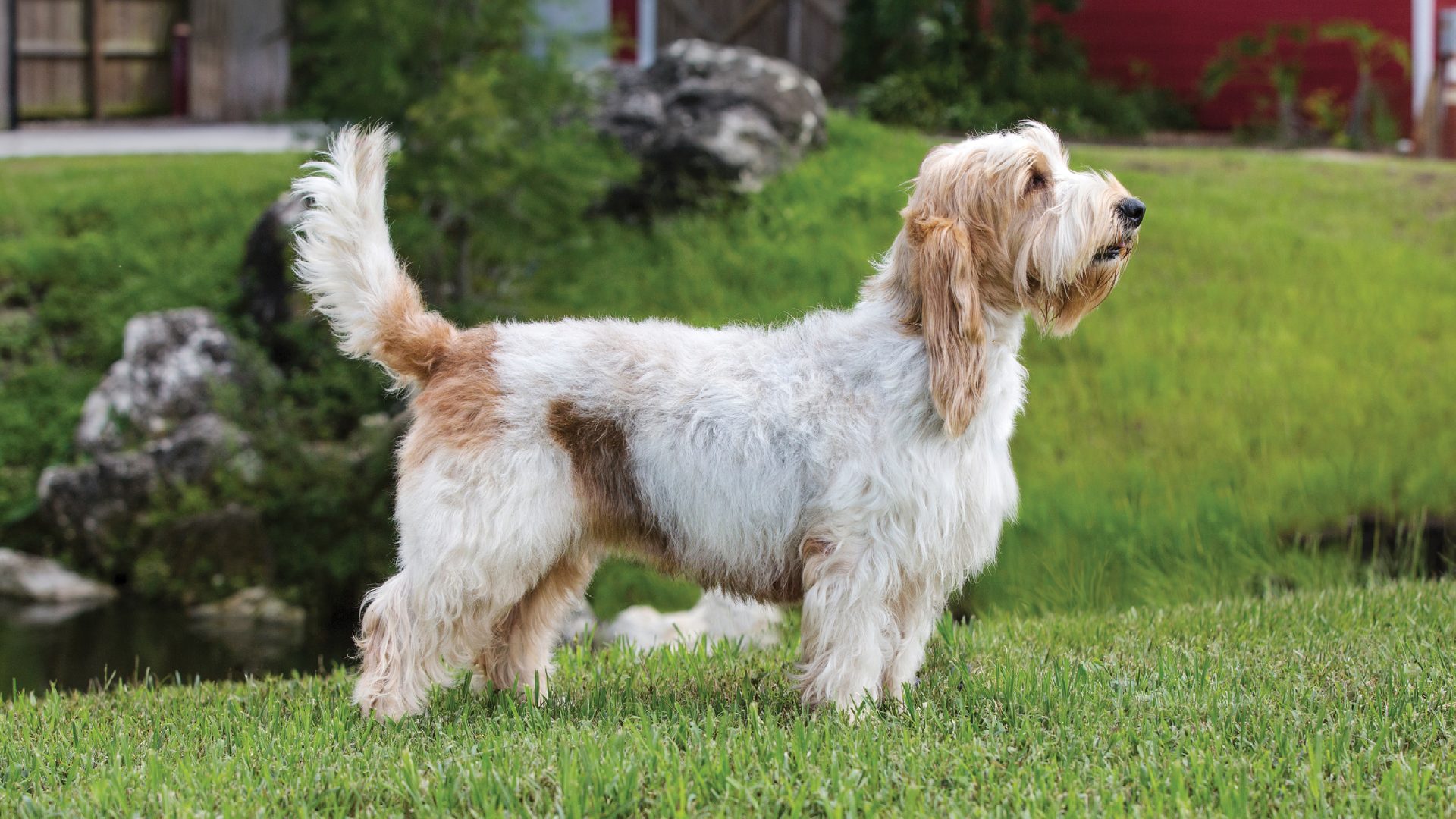 Grand Basset Griffon Vendéen
