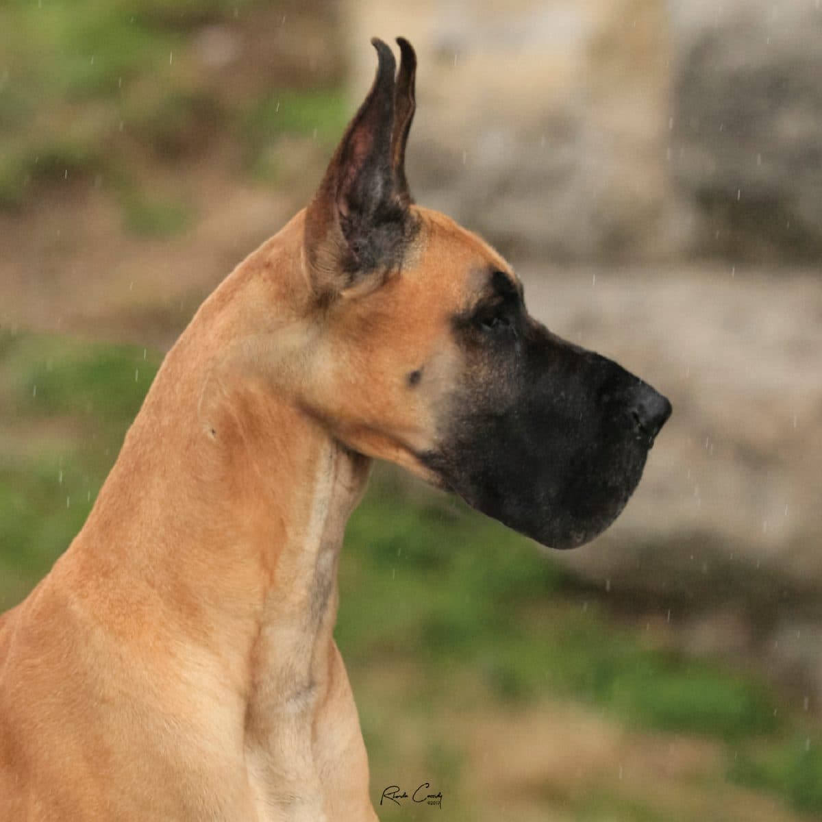 Great Dane