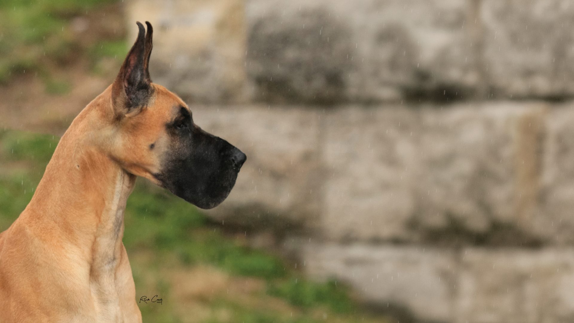 Great Dane