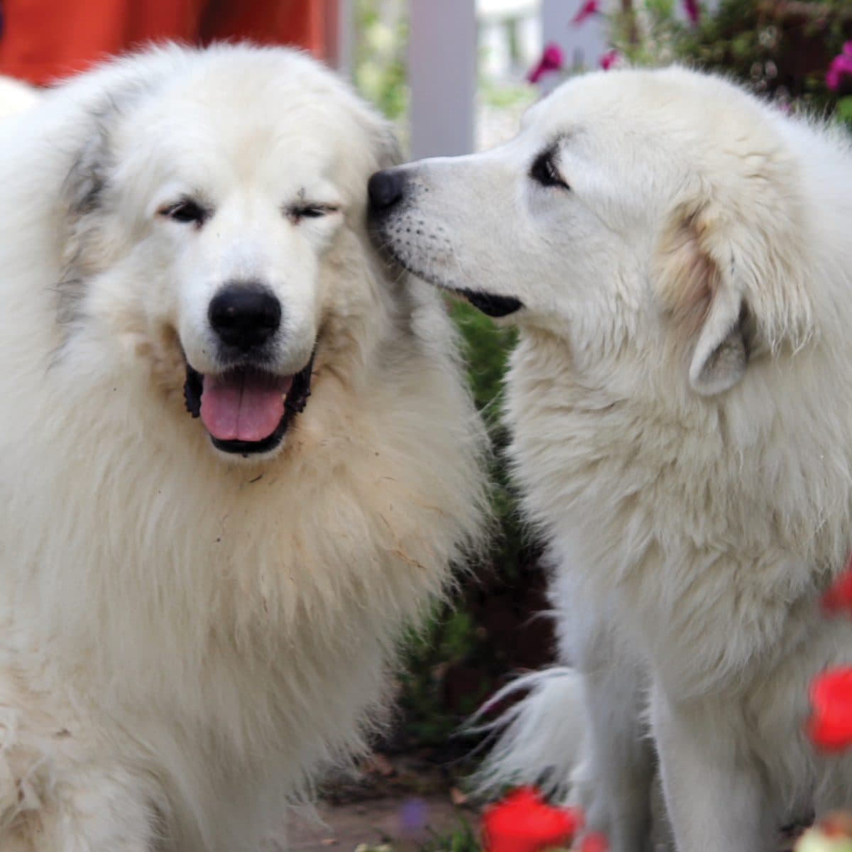 Great Pyrenees