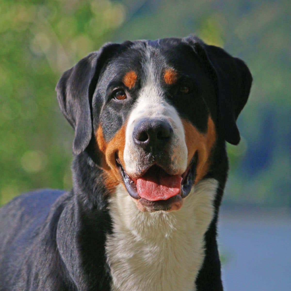 Greater Swiss Mountain Dog