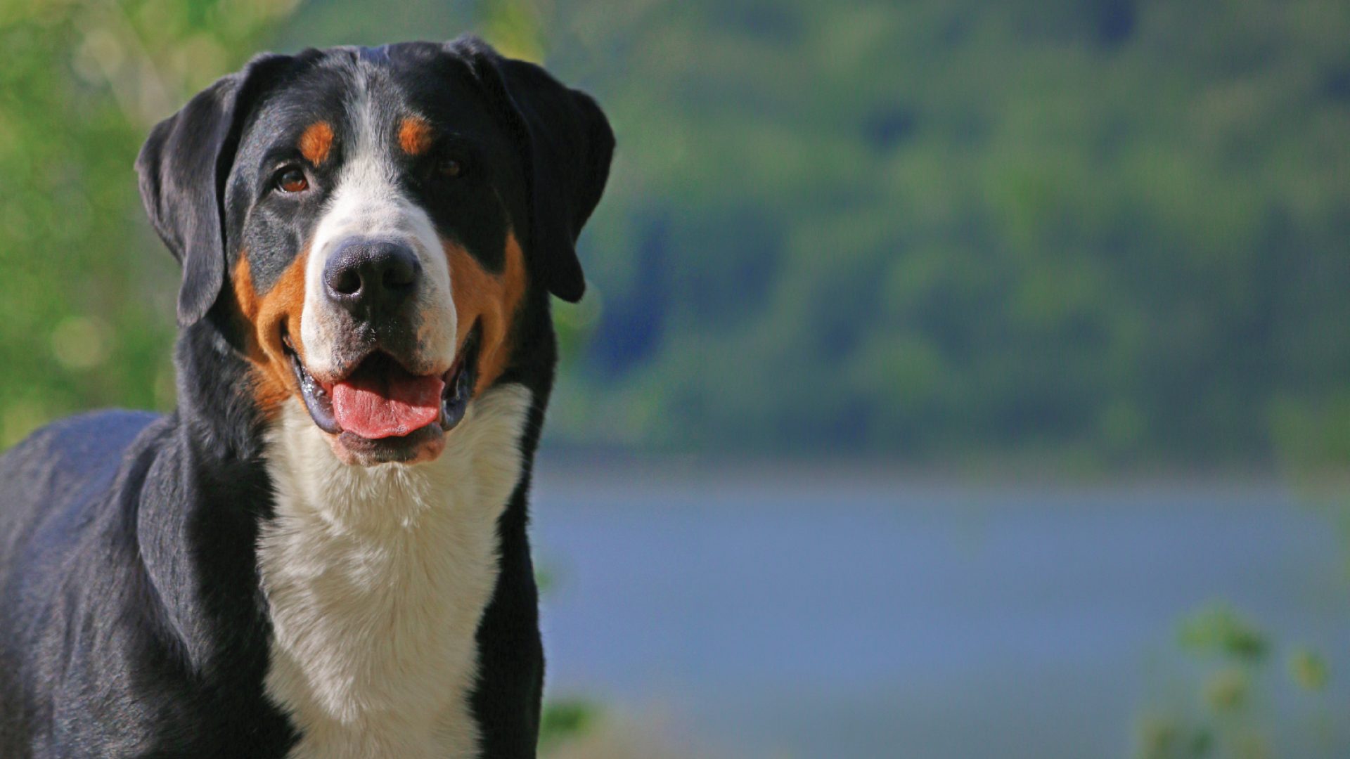 Greater Swiss Mountain Dog