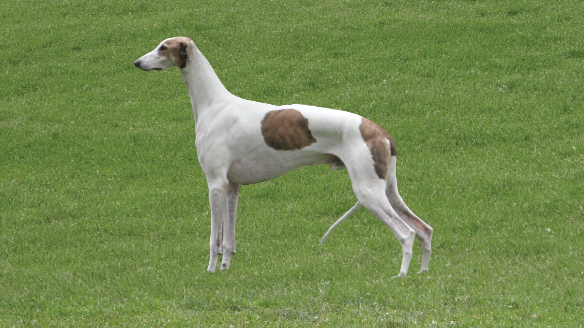 Greyhound