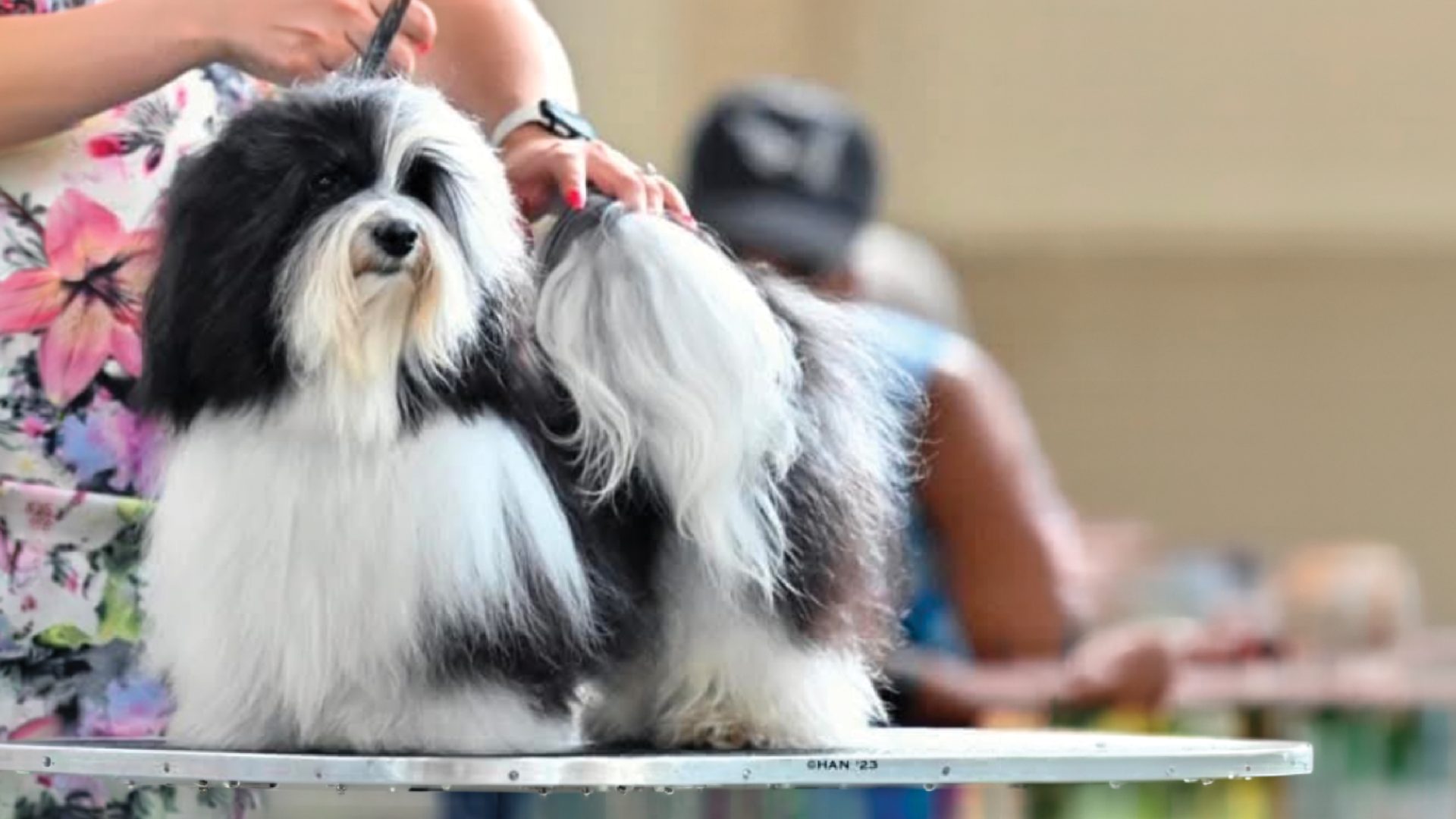 Havanese