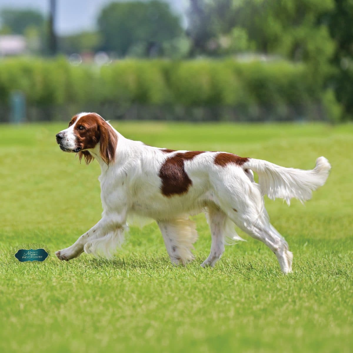 Irish Red and White Setter