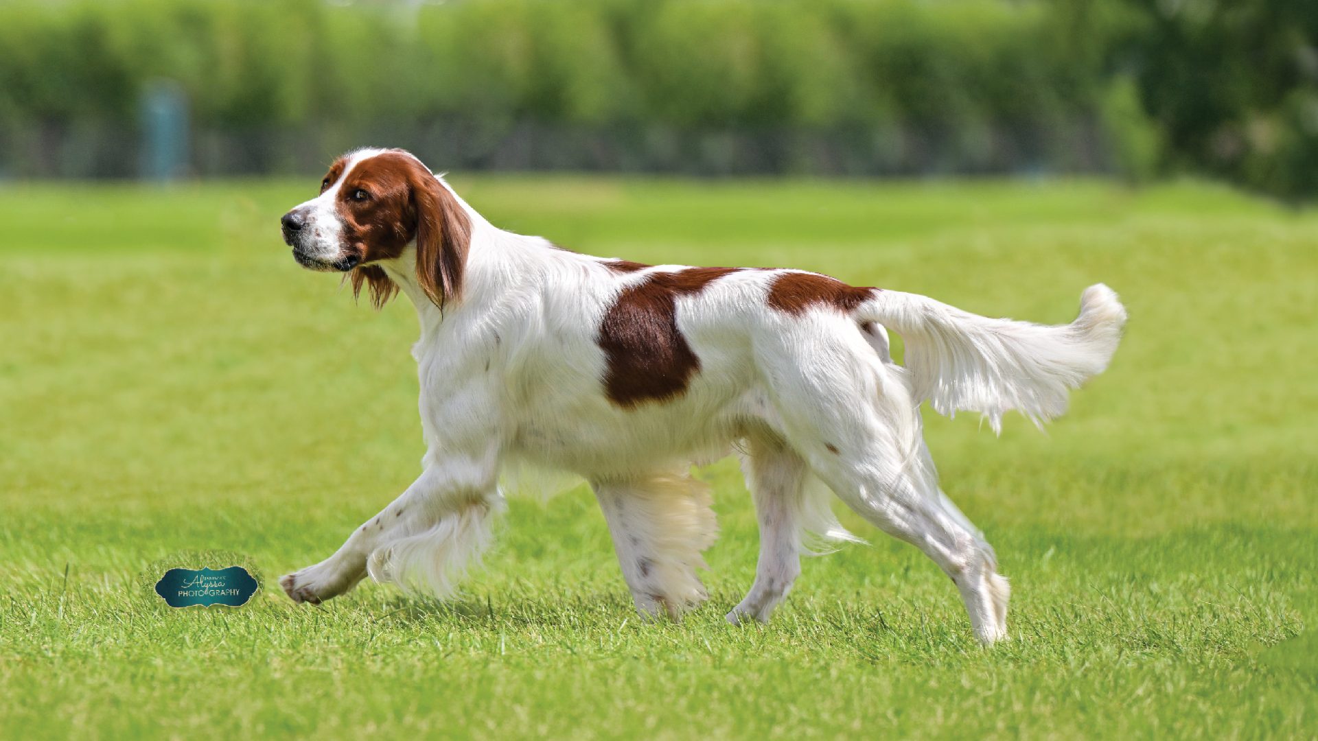 Irish Red and White Setter