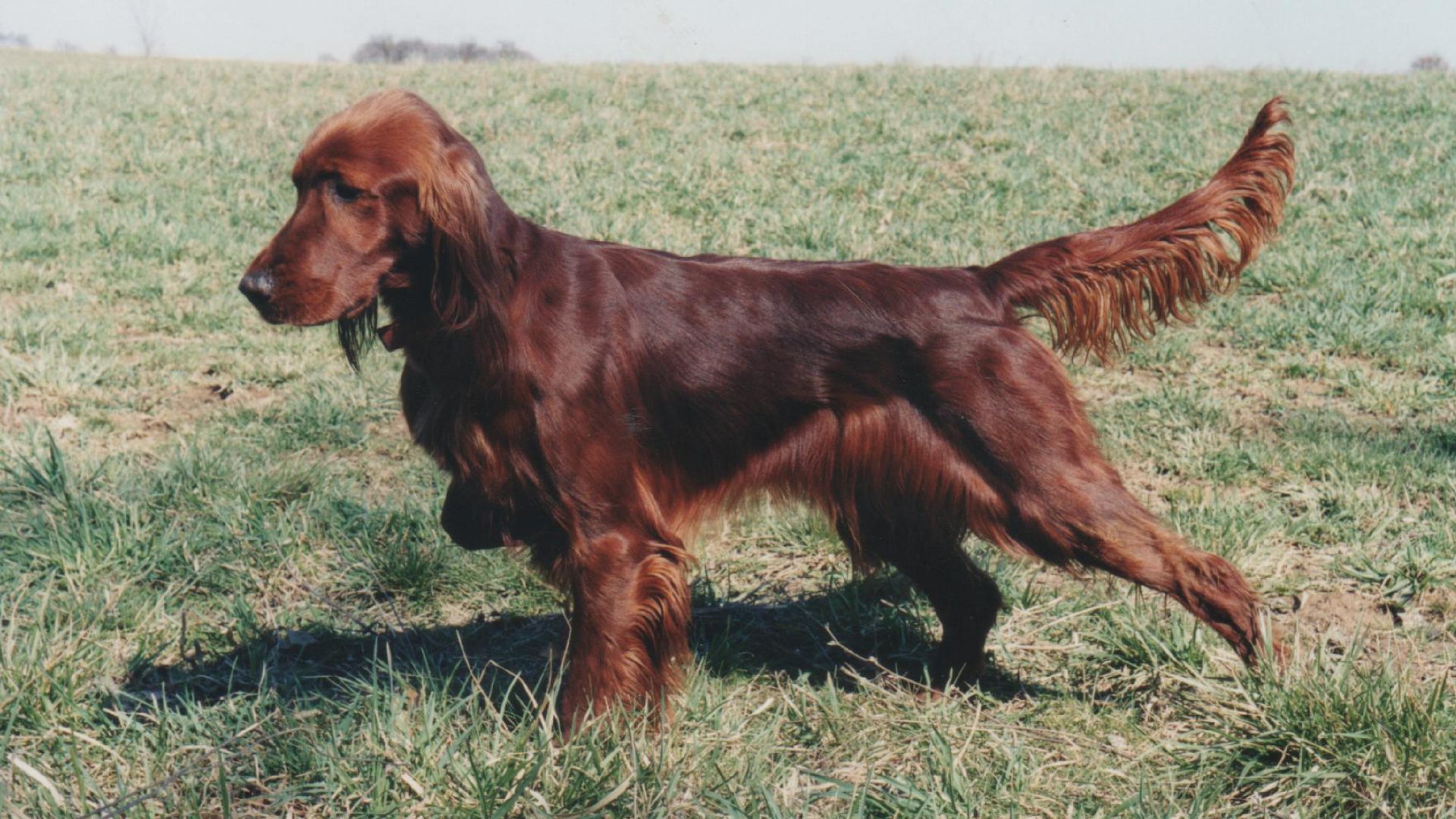 Irish Setter