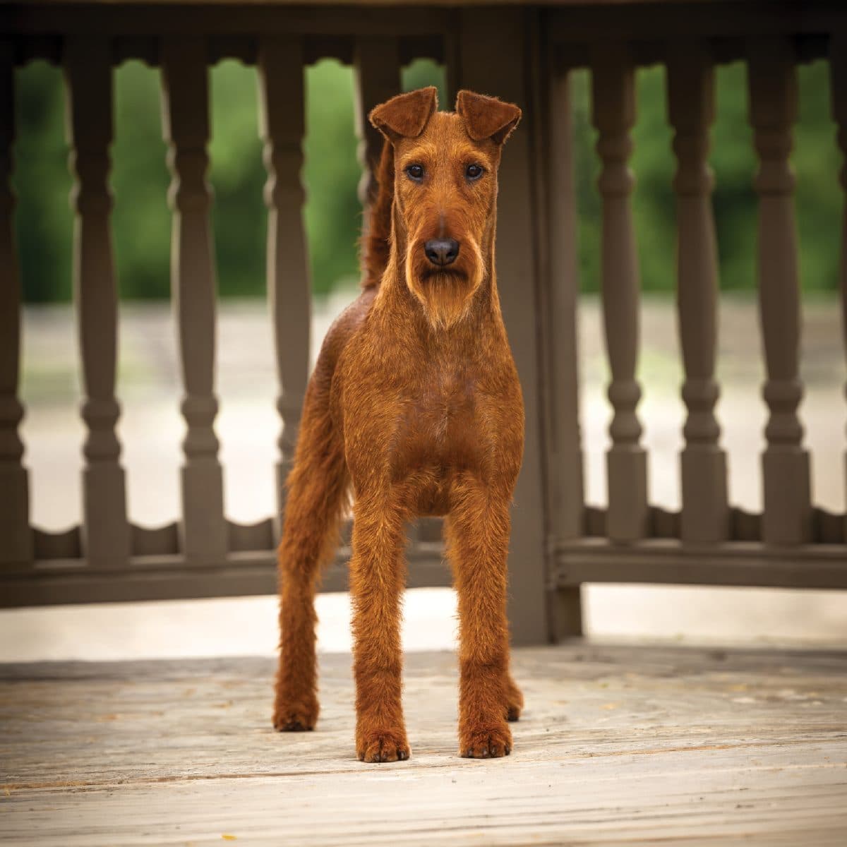 Irish Terrier