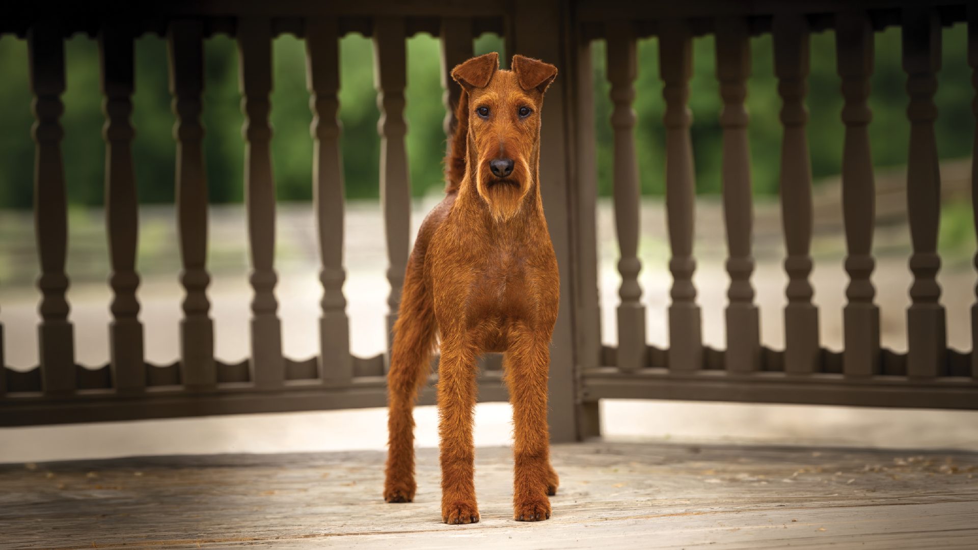 Irish Terrier