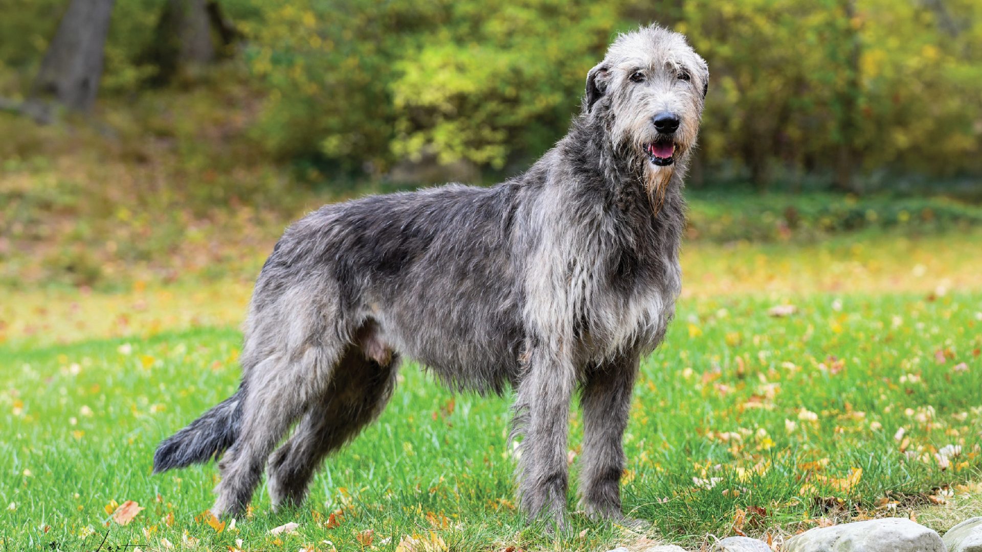 Irish Wolfhound