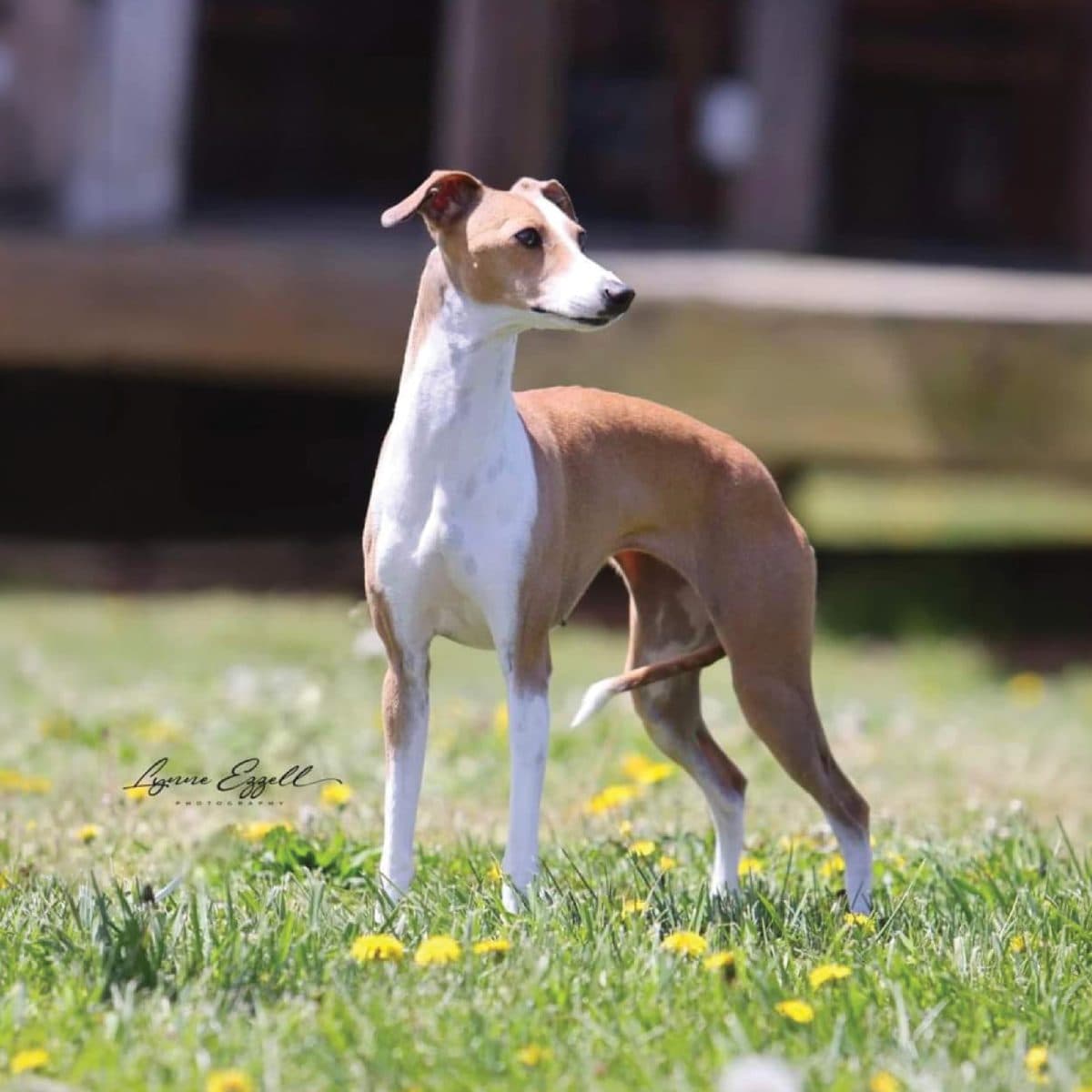Italian Greyhound