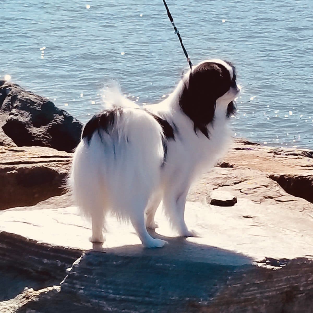 Japanese Chin