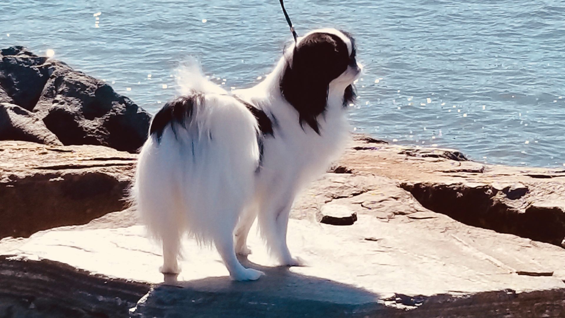 Japanese Chin