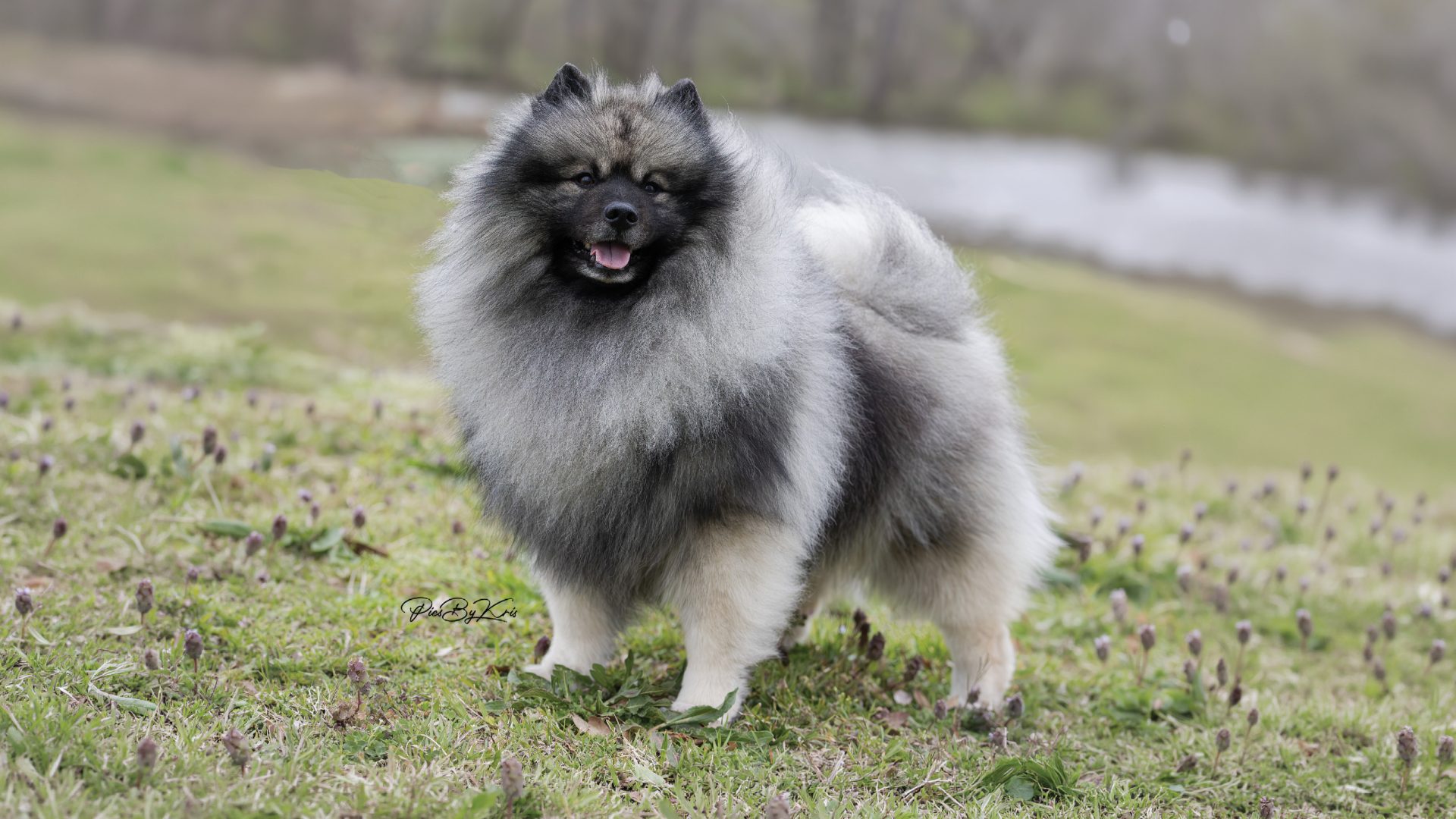 Keeshond