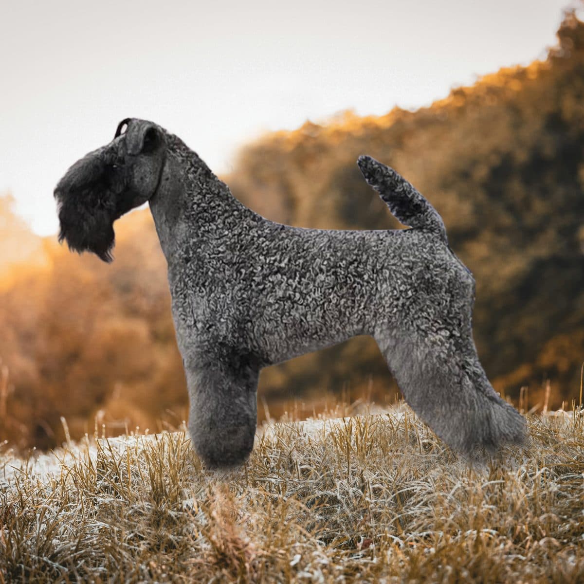 Kerry Blue Terrier