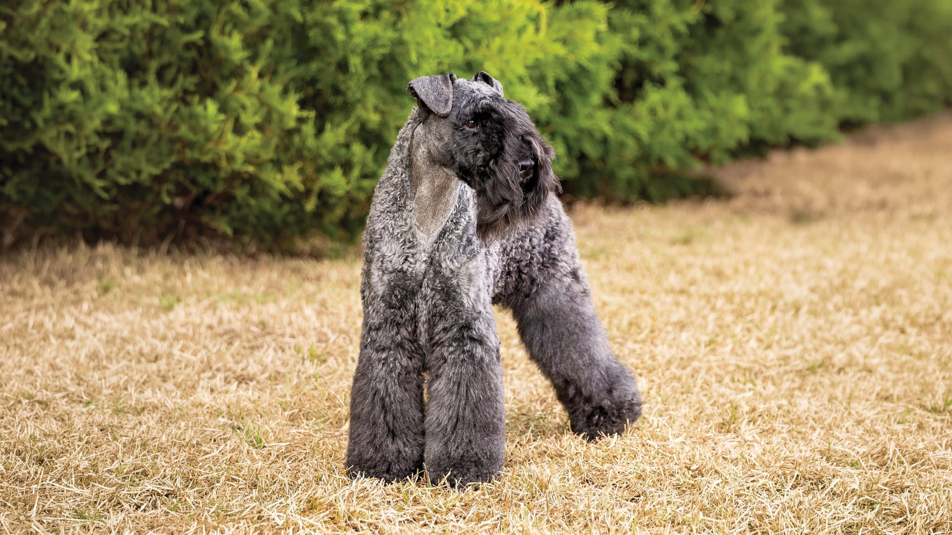 Kerry Blue Terrier