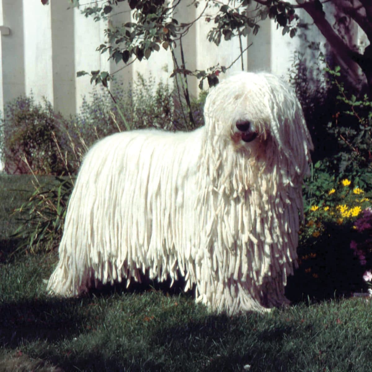 Komondor
