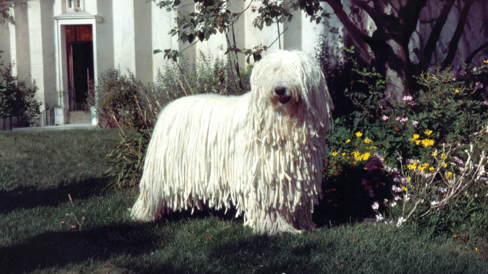 Komondor