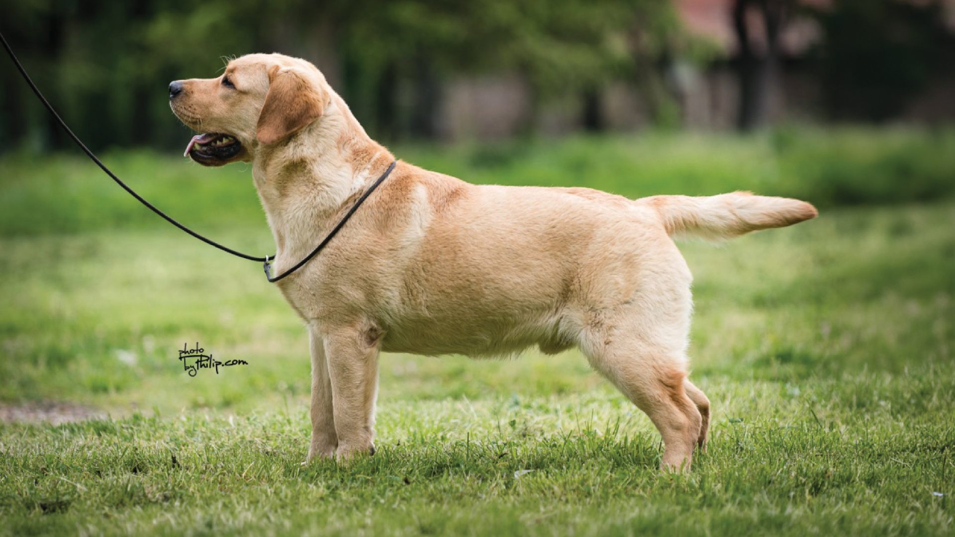 Labrador Retriever