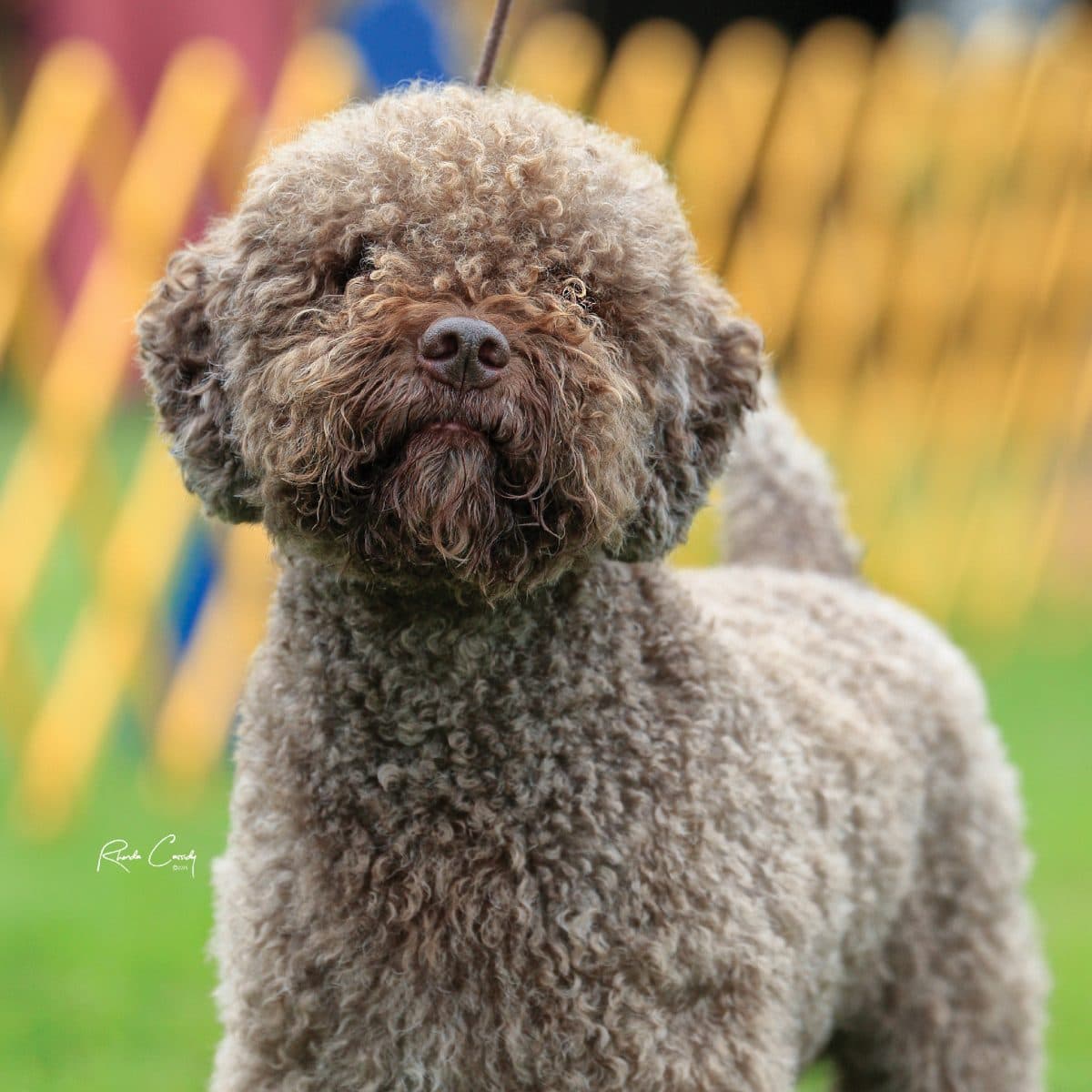 Lagotto Romagnolo