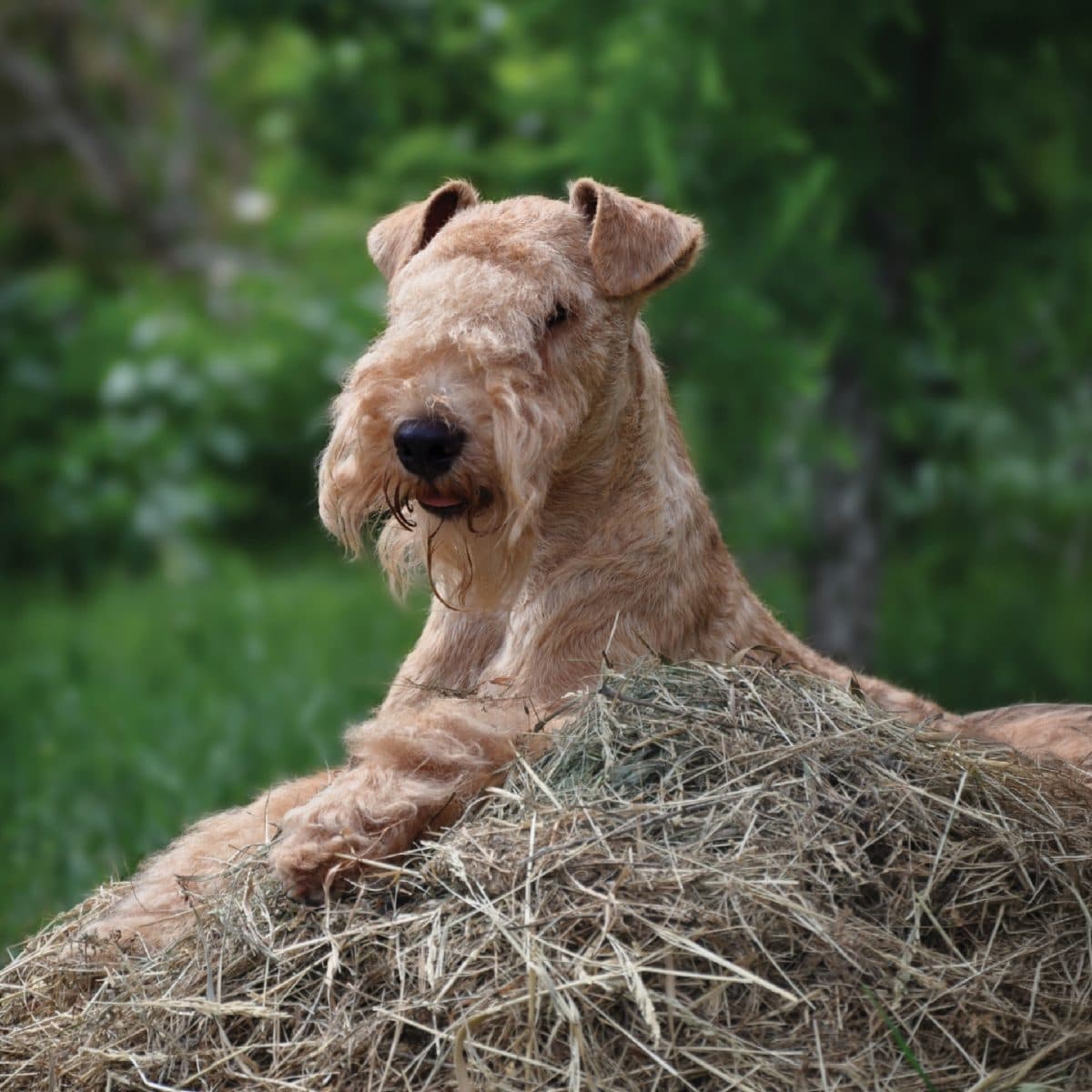 Lakeland Terrier