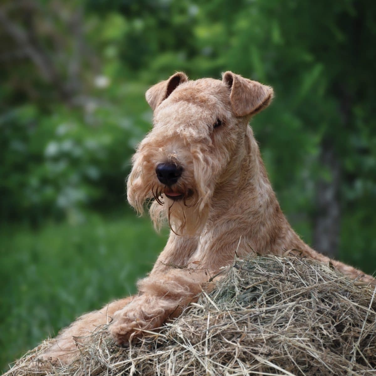 Lakeland Terrier