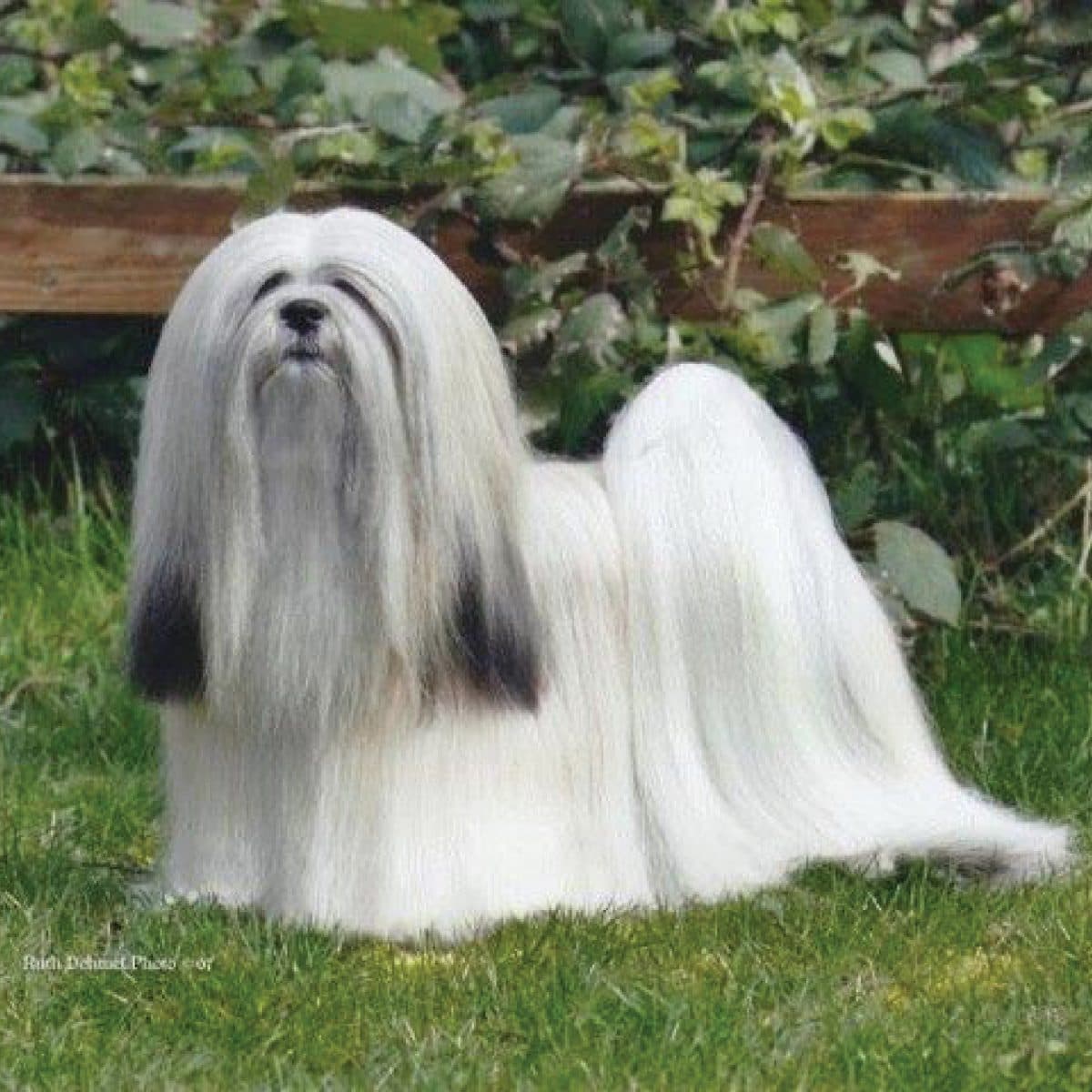 Lhasa Apso