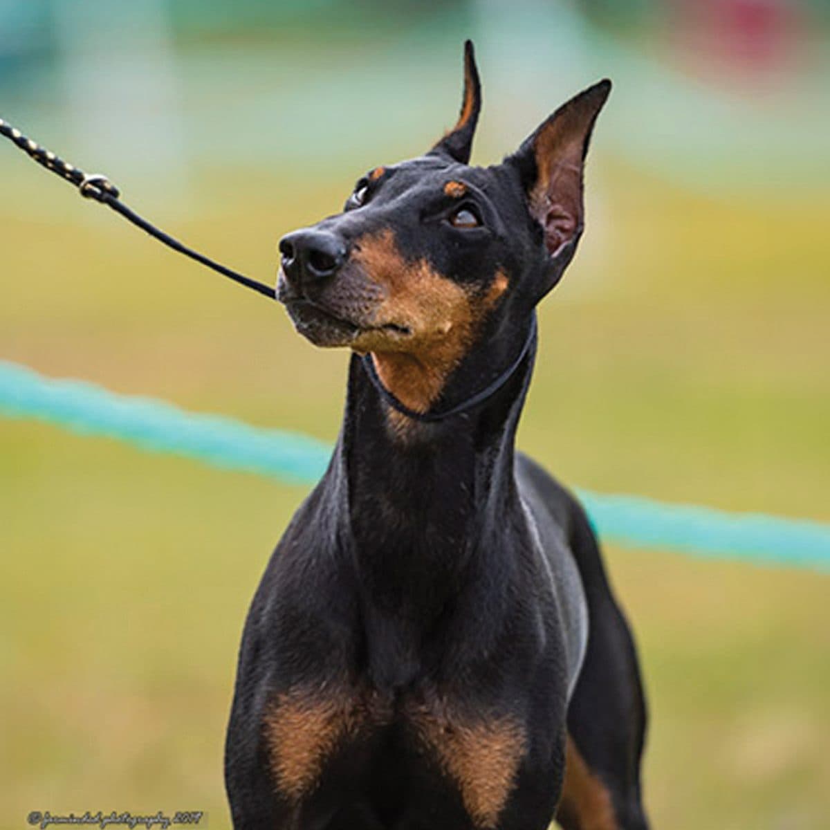 Manchester Terrier (Standard)