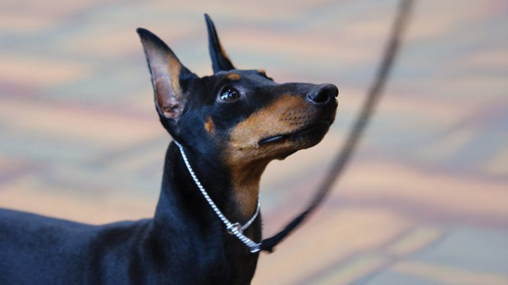 Manchester Terrier