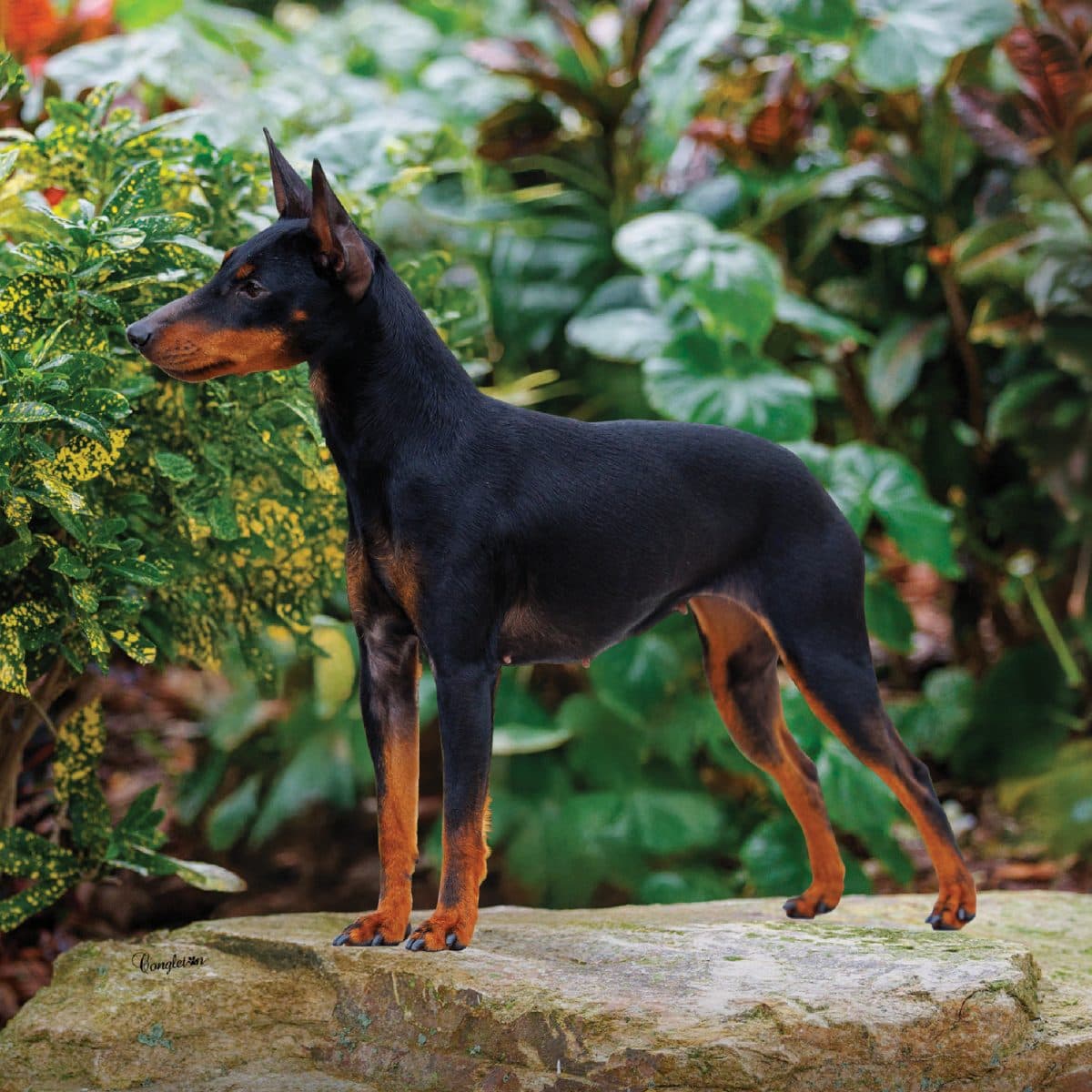 Toy Manchester Terrier