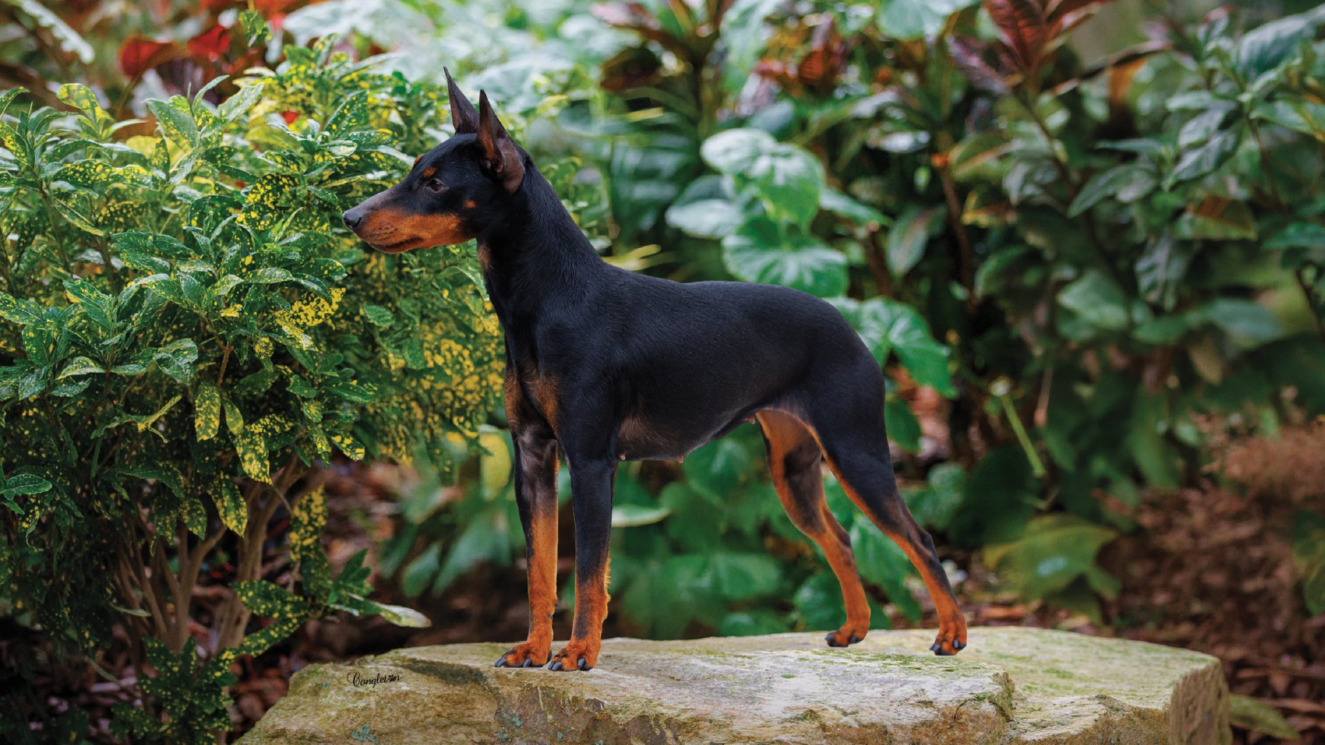 Toy Manchester Terrier