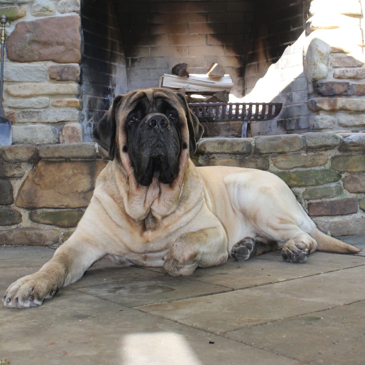 Mastiff