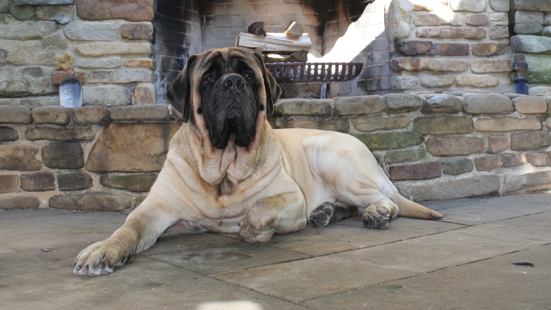 Mastiff