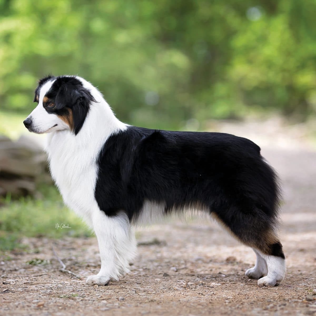 Miniature American Shepherd