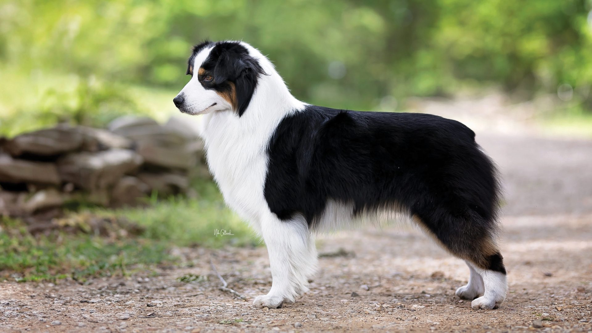 Miniature American Shepherd