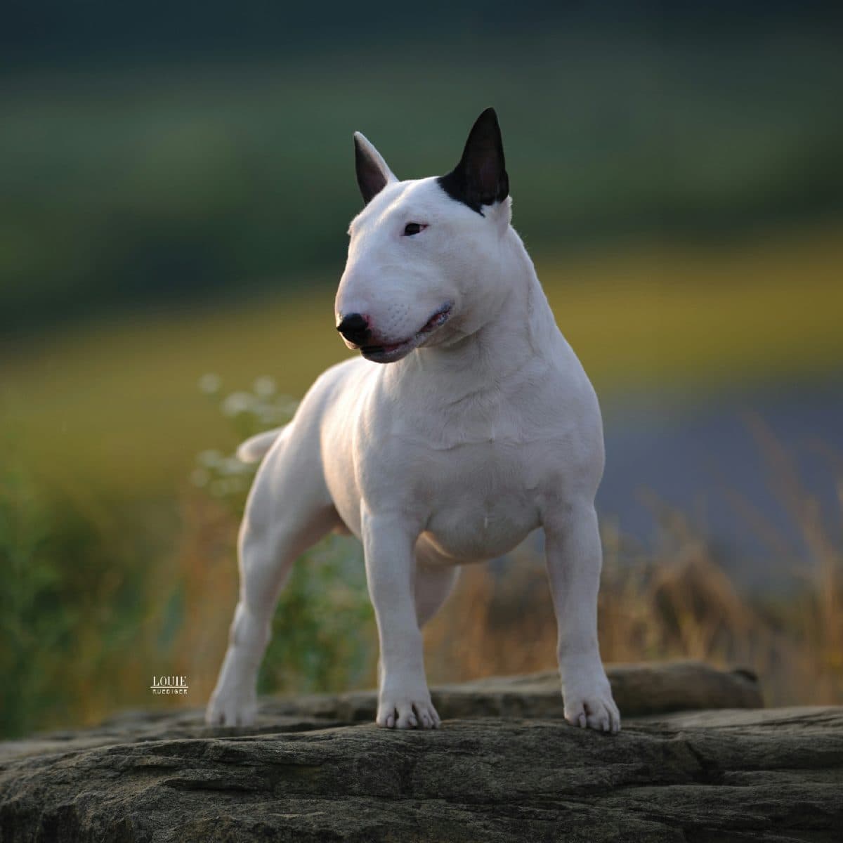 Miniature Bull Terrier