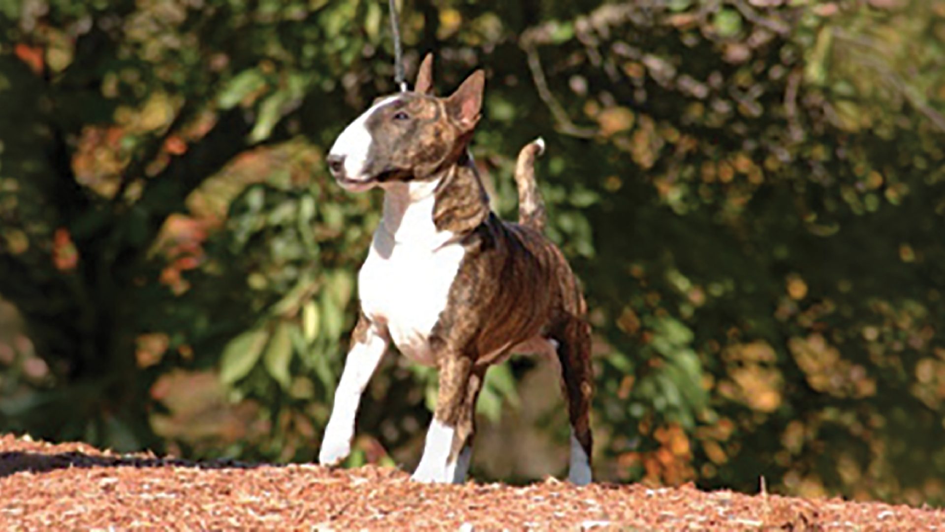 Miniature Bull Terrier