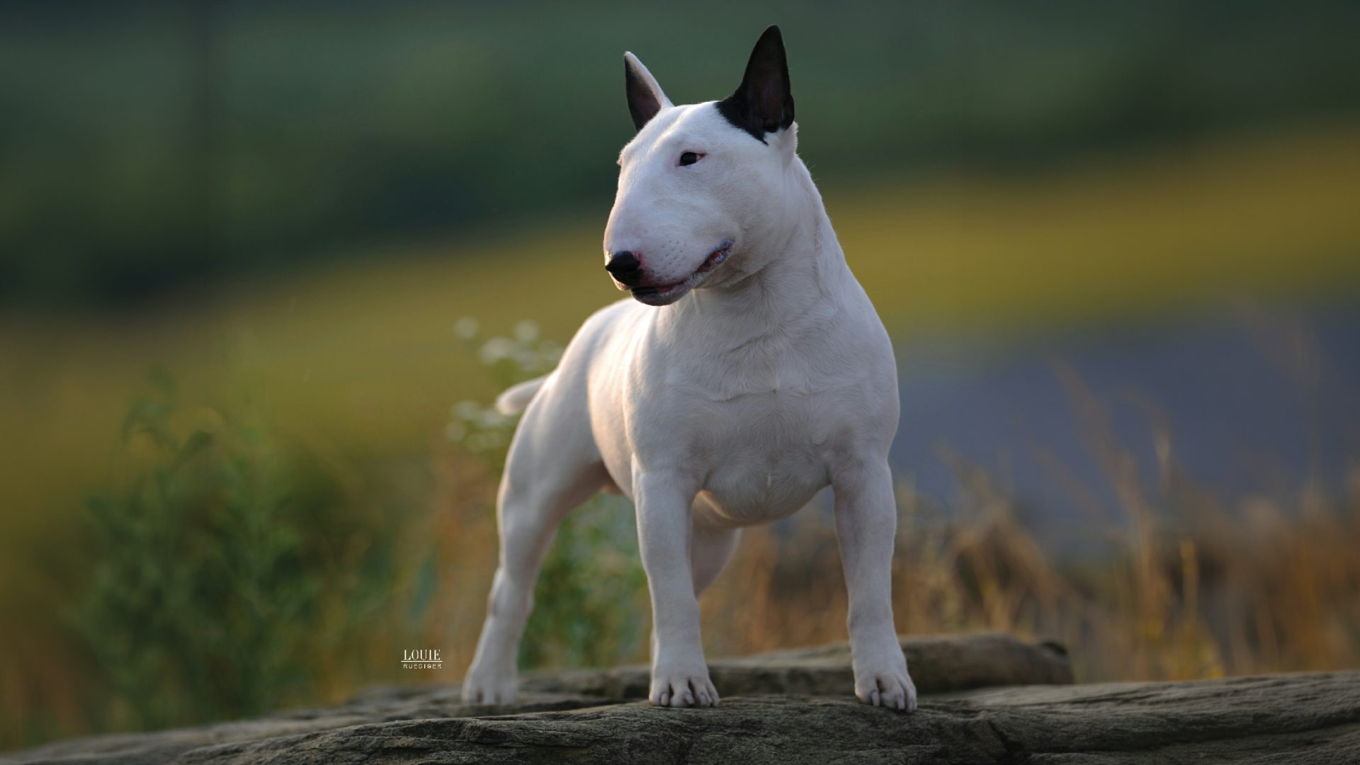 Miniature Bull Terrier