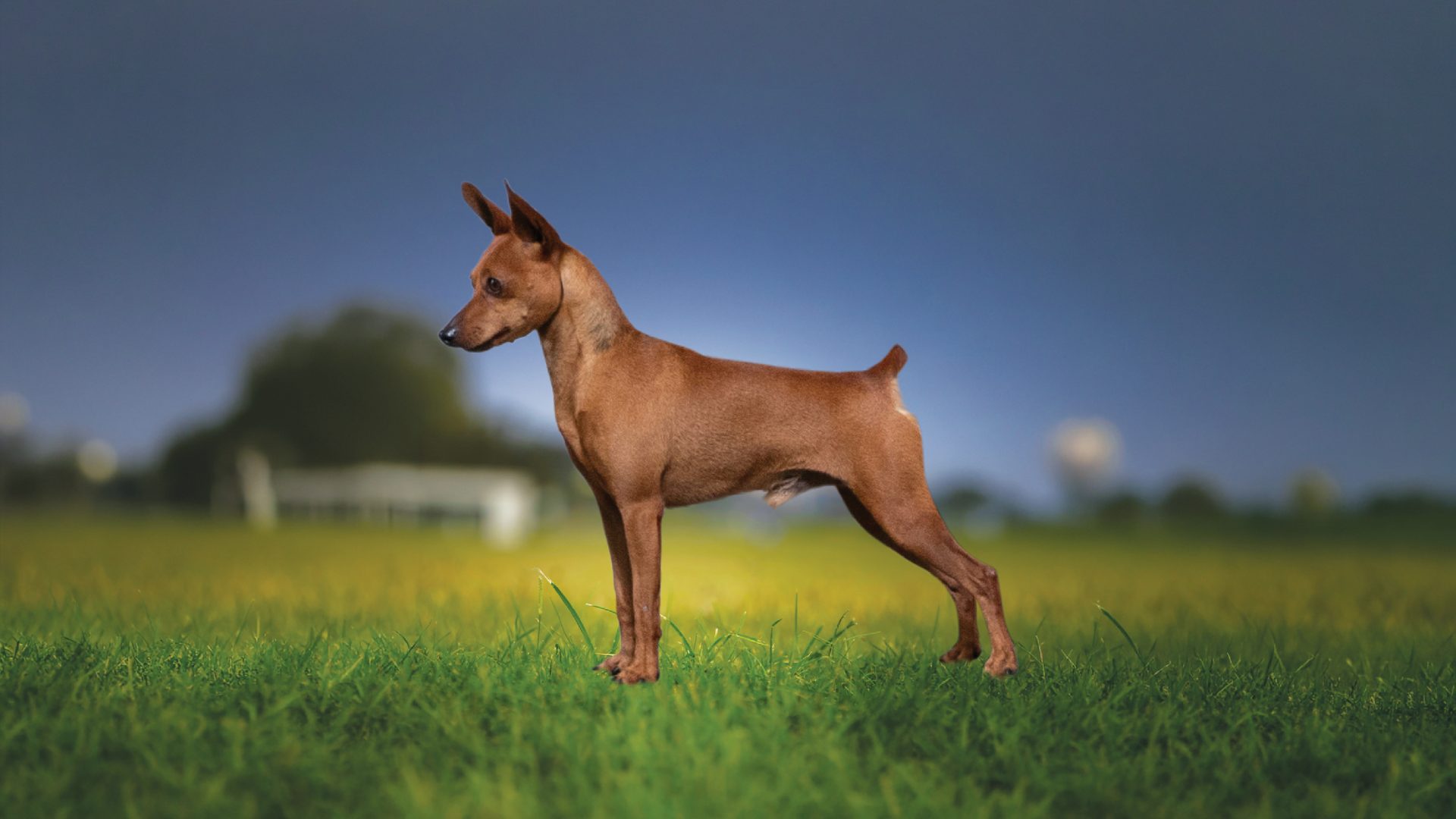 Miniature Pinscher
