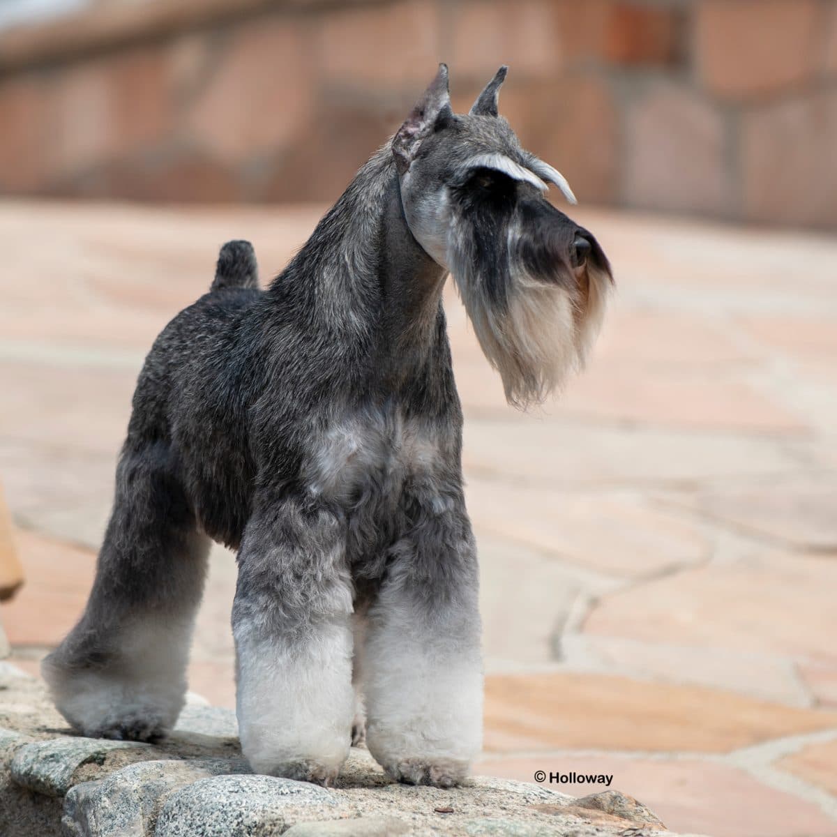 Miniature Schnauzer
