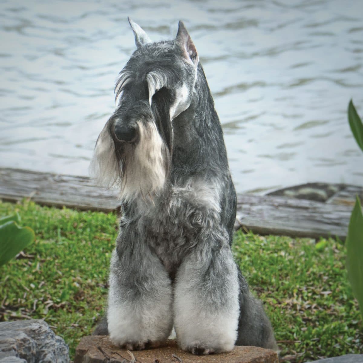 Miniature Schnauzer