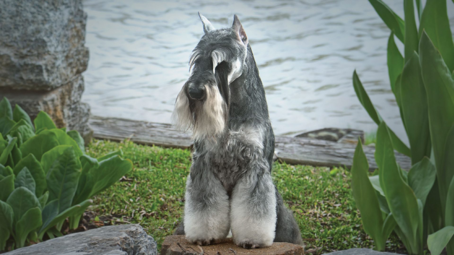 Miniature Schnauzer