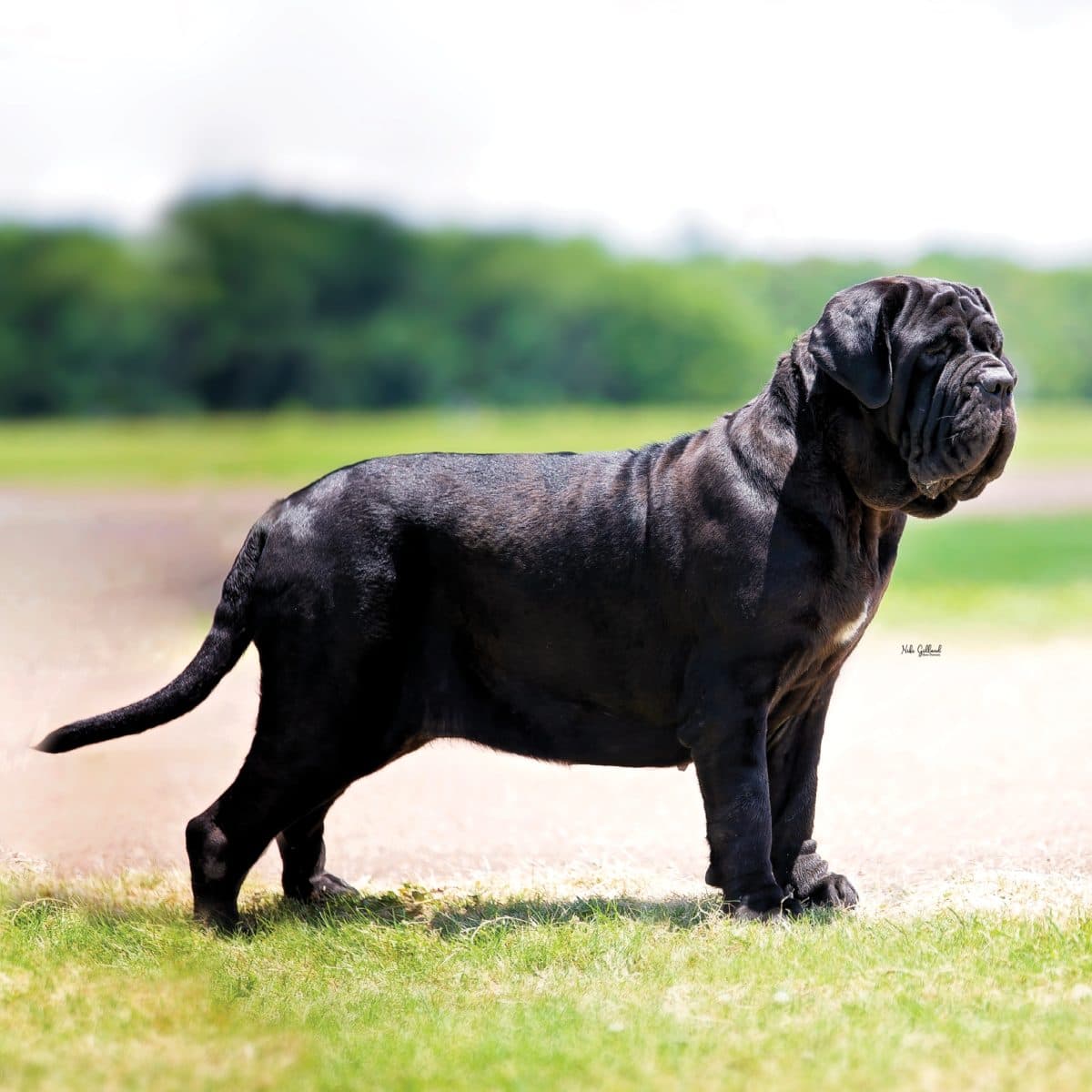 Neapolitan Mastiff