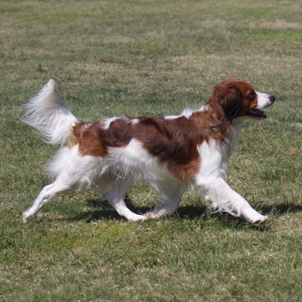 Nederlandse Kooikerhondje