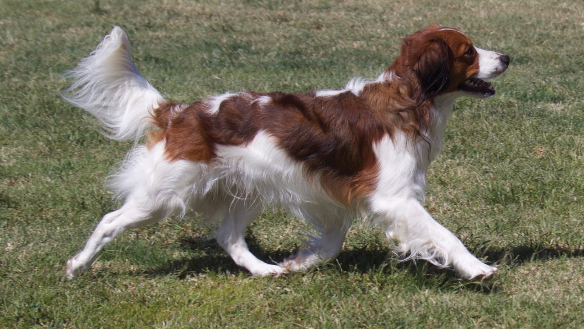 Nederlandse Kooikerhondje