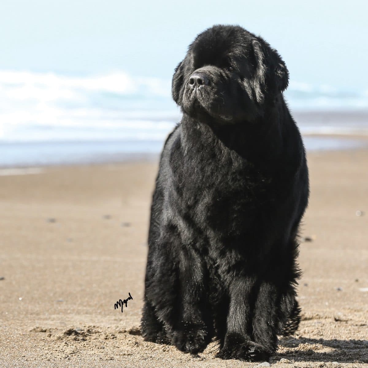 Newfoundland