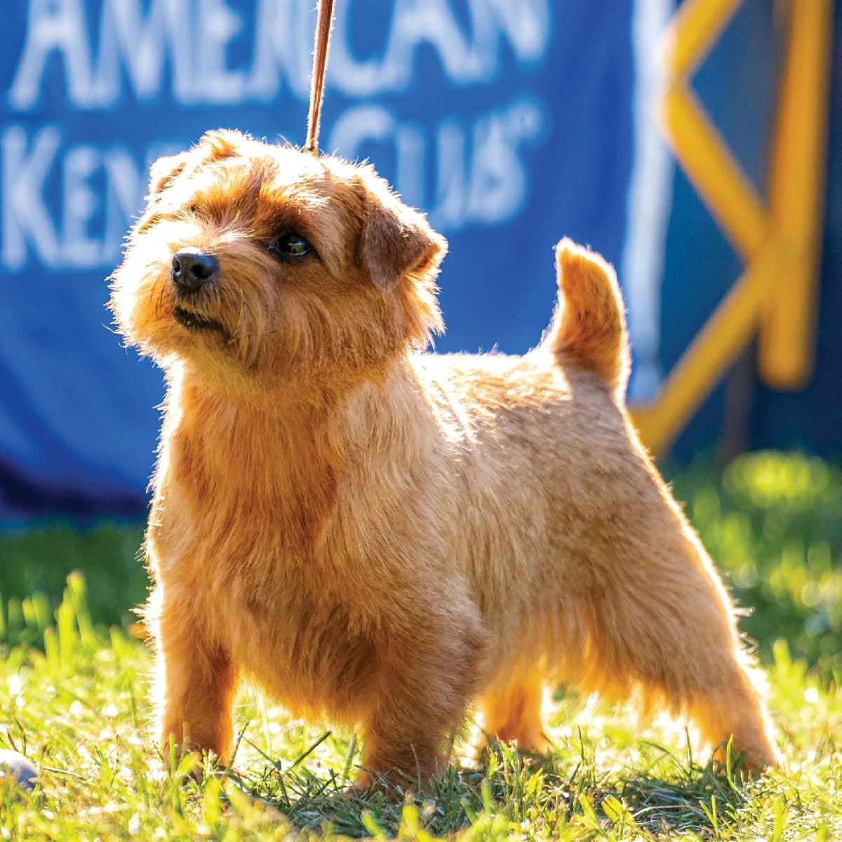 Norfolk Terrier