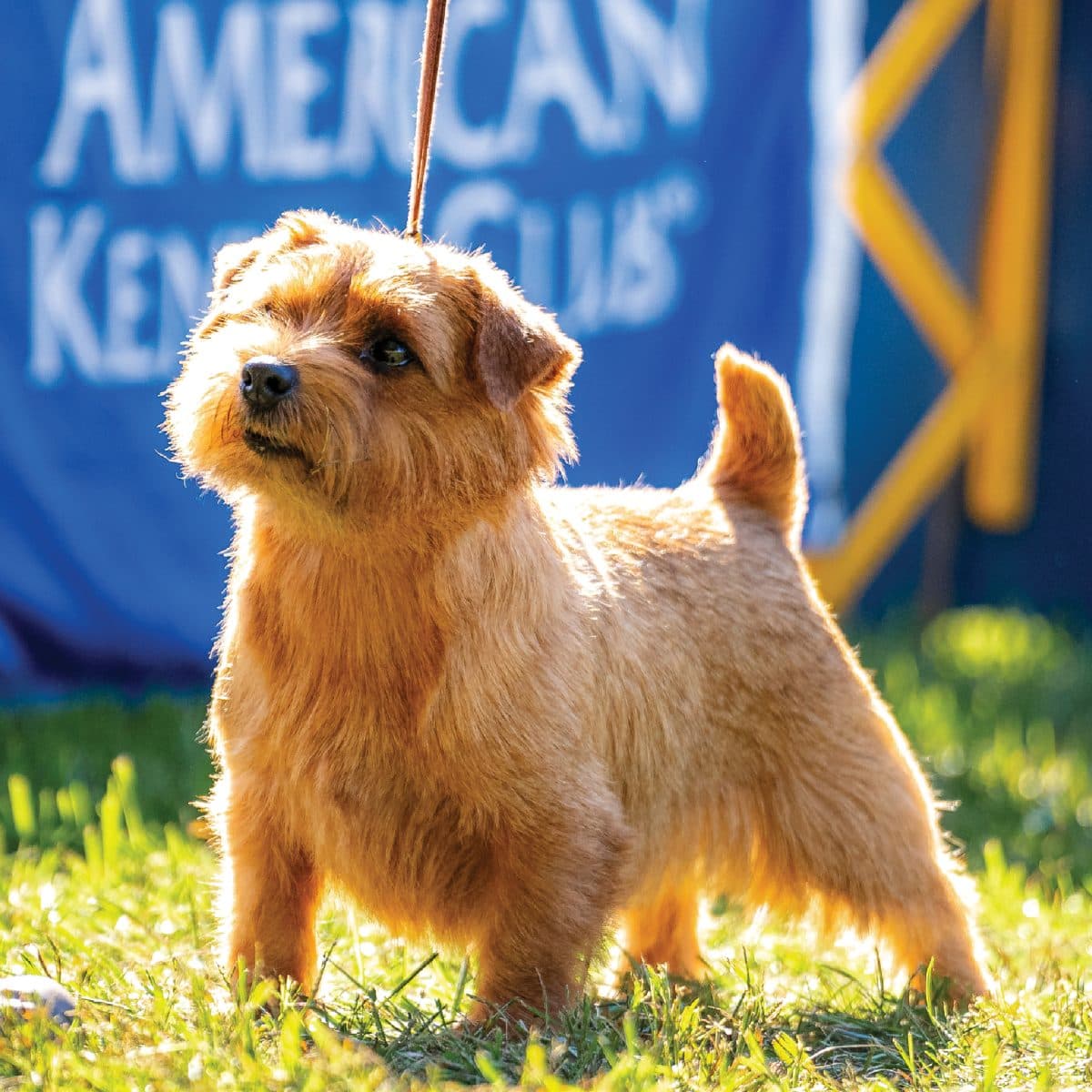 Norfolk Terrier