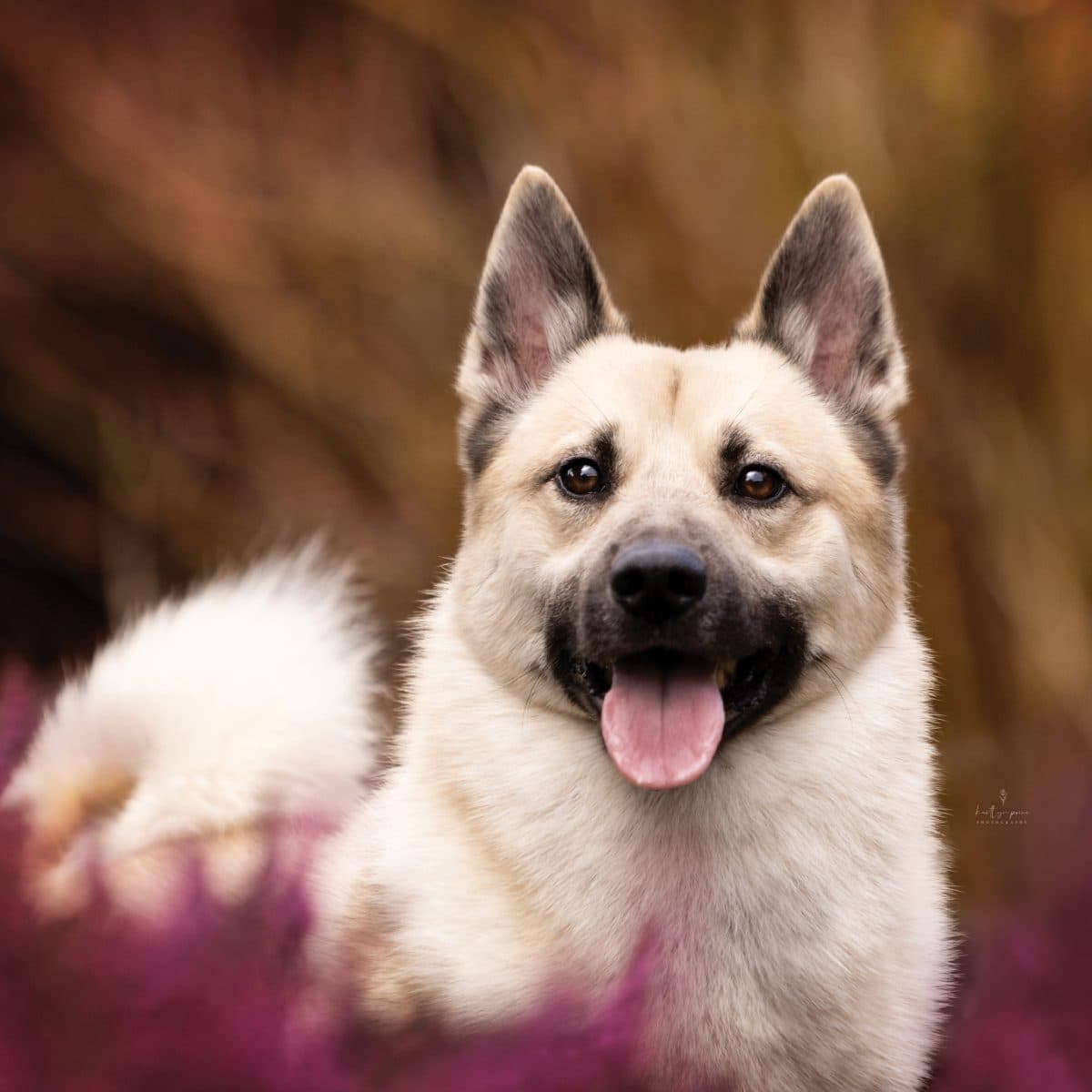 Norwegian Buhund
