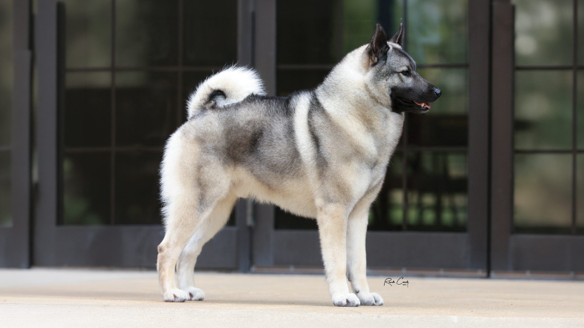 Norwegian Elkhound